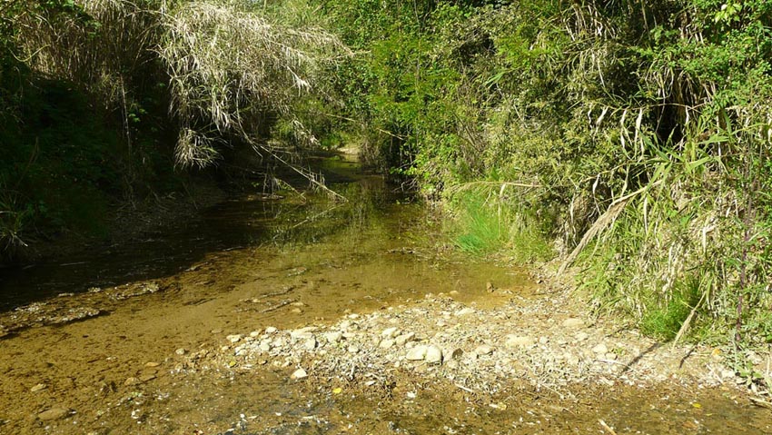 in un fosso maremmano: Squalius lucumonis (Cavedano dell''Ombrone o etrusco)